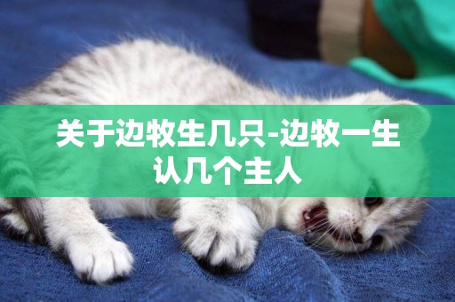 關于邊牧生幾只-邊牧一生認幾個主人