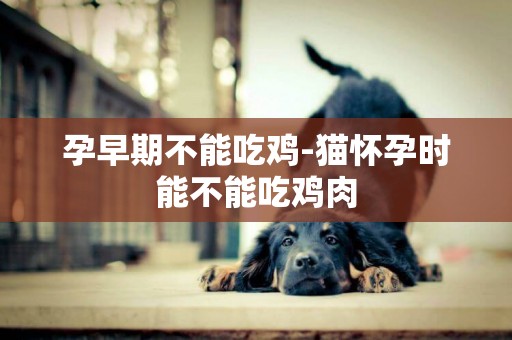 孕早期不能吃雞-貓懷孕時能不能吃雞肉