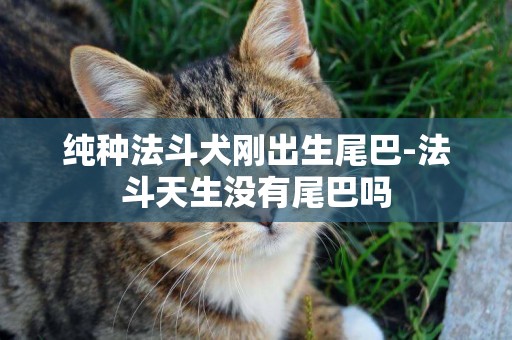 純種法斗犬剛出生尾巴-法斗天生沒有尾巴嗎