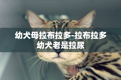 幼犬母拉布拉多-拉布拉多幼犬老是拉尿