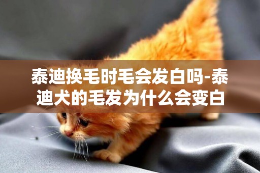 泰迪換毛時毛會發白嗎-泰迪犬的毛發為什么會變白