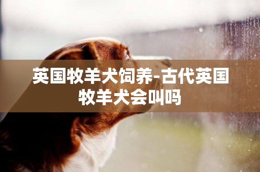 英國牧羊犬飼養-古代英國牧羊犬會叫嗎