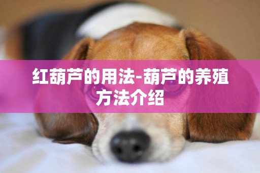 紅葫蘆的用法-葫蘆的養殖方法介紹