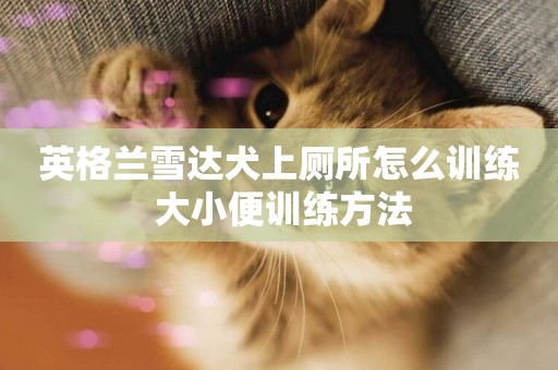 英格蘭雪達犬上廁所怎么訓練 大小便訓練方法