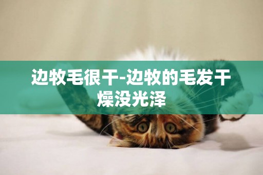 邊牧毛很干-邊牧的毛發干燥沒光澤