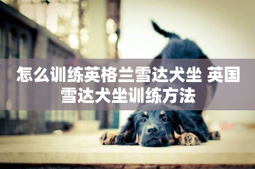 怎么訓練英格蘭雪達犬坐 英國雪達犬坐訓練方法