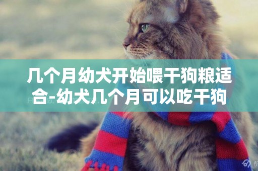 幾個月幼犬開始喂干狗糧適合-幼犬幾個月可以吃干狗糧