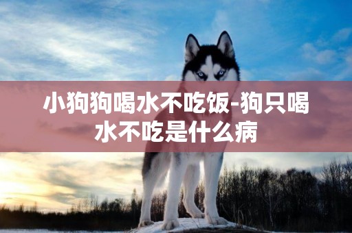 小狗狗喝水不吃飯-狗只喝水不吃是什么病