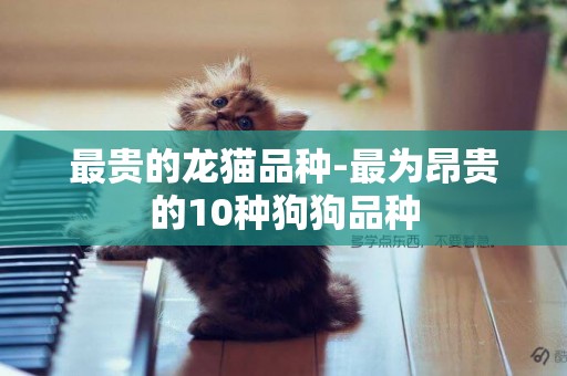 最貴的龍貓品種-最為昂貴的10種狗狗品種