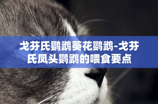 戈芬氏鸚鵡葵花鸚鵡-戈芬氏鳳頭鸚鵡的喂食要點