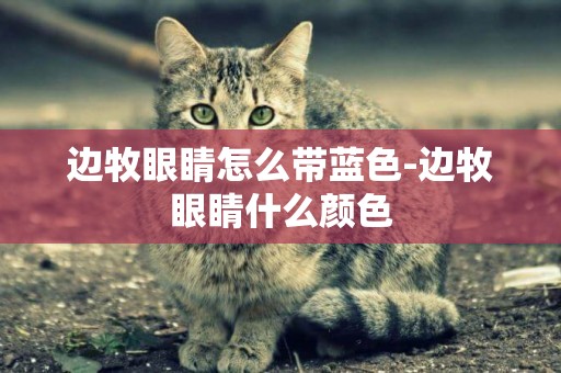 邊牧眼睛怎么帶藍色-邊牧眼睛什么顏色