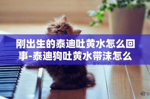 剛出生的泰迪吐黃水怎么回事-泰迪狗吐黃水帶沫怎么回事