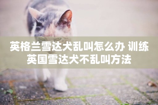 英格蘭雪達犬亂叫怎么辦 訓練英國雪達犬不亂叫方法