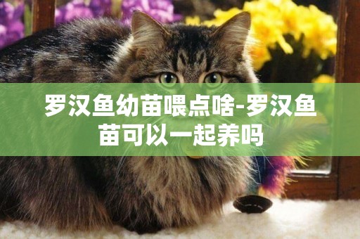 羅漢魚幼苗喂點啥-羅漢魚苗可以一起養嗎