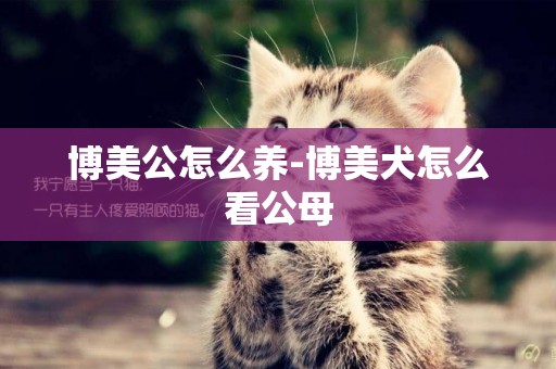 博美公怎么養-博美犬怎么看公母