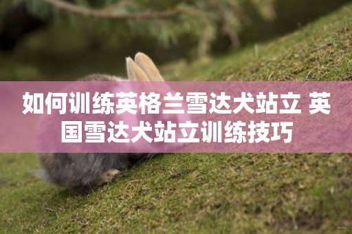 如何訓練英格蘭雪達犬站立 英國雪達犬站立訓練技巧