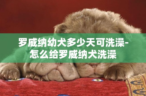 羅威納幼犬多少天可洗澡-怎么給羅威納犬洗澡