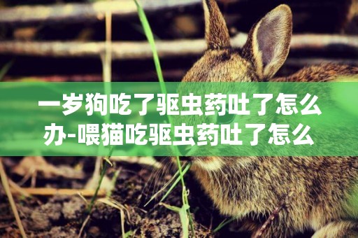 一歲狗吃了驅蟲藥吐了怎么辦-喂貓吃驅蟲藥吐了怎么辦