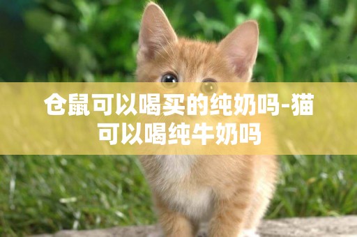 倉鼠可以喝買的純奶嗎-貓可以喝純牛奶嗎