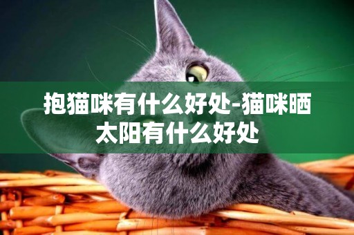 抱貓咪有什么好處-貓咪曬太陽有什么好處