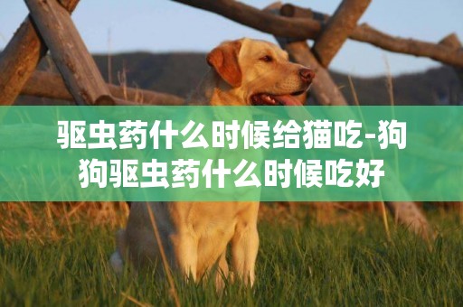 驅蟲藥什么時候給貓吃-狗狗驅蟲藥什么時候吃好