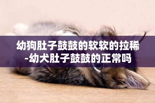 幼狗肚子鼓鼓的軟軟的拉稀-幼犬肚子鼓鼓的正常嗎