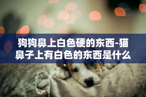 狗狗鼻上白色硬的東西-貓鼻子上有白色的東西是什么東西