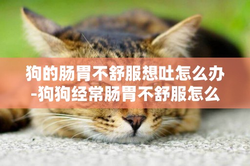 狗的腸胃不舒服想吐怎么辦-狗狗經常腸胃不舒服怎么辦
