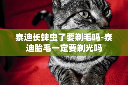 泰迪長蜱蟲了要剃毛嗎-泰迪胎毛一定要剃光嗎