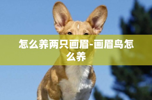 怎么養兩只畫眉-畫眉鳥怎么養