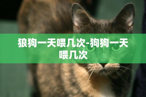 狼狗一天喂幾次-狗狗一天喂幾次