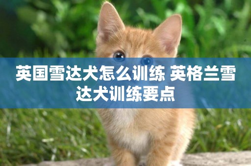 英國雪達犬怎么訓練 英格蘭雪達犬訓練要點