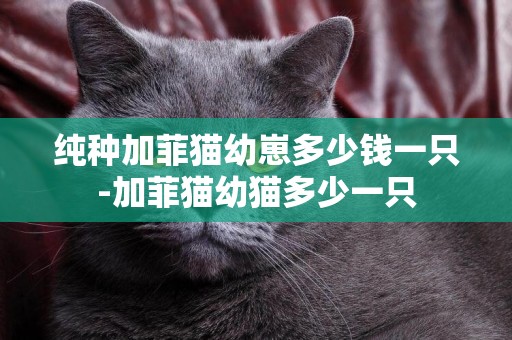 純種加菲貓幼崽多少錢一只-加菲貓幼貓多少一只