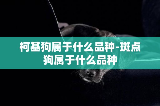 柯基狗屬于什么品種-斑點狗屬于什么品種