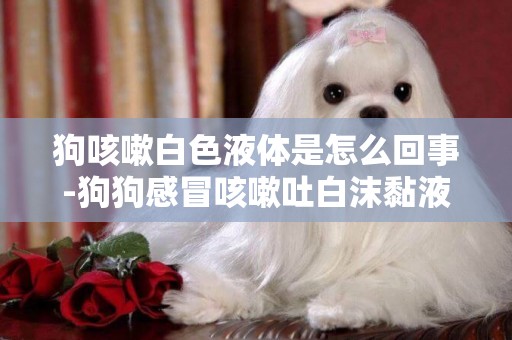 狗咳嗽白色液體是怎么回事-狗狗感冒咳嗽吐白沫黏液怎么回事