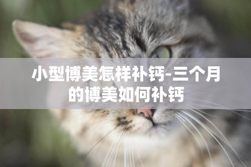 小型博美怎樣補鈣-三個月的博美如何補鈣