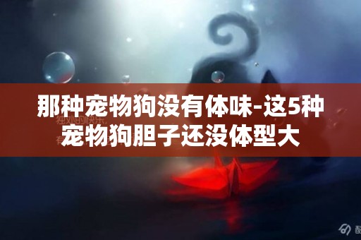 那種寵物狗沒有體味-這5種寵物狗膽子還沒體型大