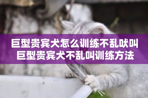 巨型貴賓犬怎么訓練不亂吠叫 巨型貴賓犬不亂叫訓練方法