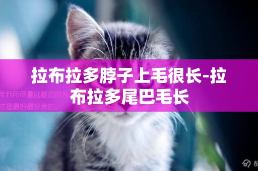 拉布拉多脖子上毛很長-拉布拉多尾巴毛長