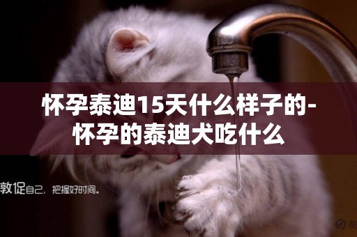 懷孕泰迪15天什么樣子的-懷孕的泰迪犬吃什么