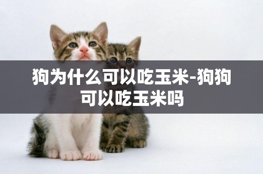 狗為什么可以吃玉米-狗狗可以吃玉米嗎