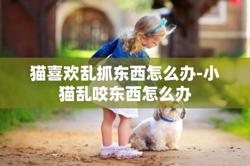貓喜歡亂抓東西怎么辦-小貓亂咬東西怎么辦