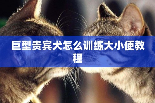 巨型貴賓犬怎么訓練大小便教程
