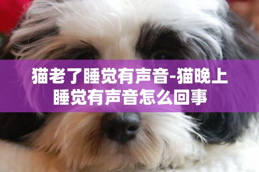 貓老了睡覺有聲音-貓晚上睡覺有聲音怎么回事