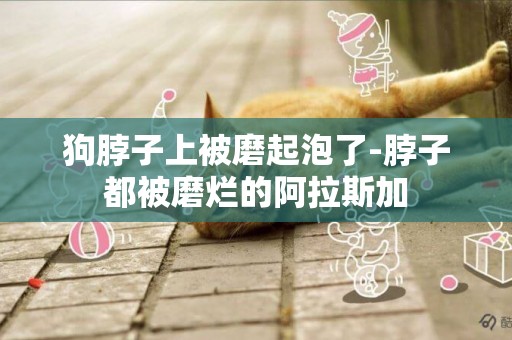 狗脖子上被磨起泡了-脖子都被磨爛的阿拉斯加