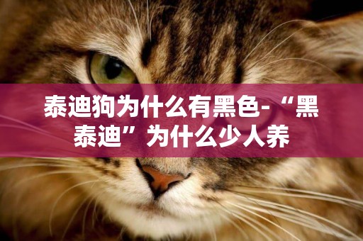 泰迪狗為什么有黑色-“黑泰迪”為什么少人養