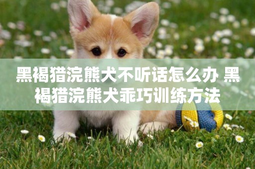 黑褐獵浣熊犬不聽話怎么辦 黑褐獵浣熊犬乖巧訓練方法
