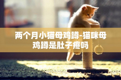 兩個月小貓母雞蹲-貓咪母雞蹲是肚子疼嗎