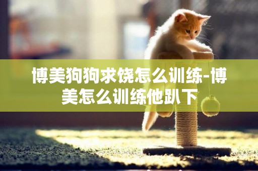 博美狗狗求饒怎么訓練-博美怎么訓練他趴下