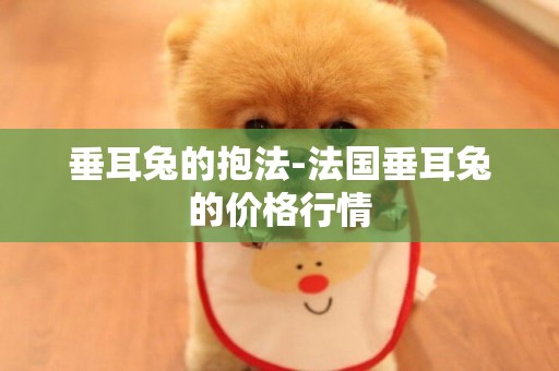 垂耳兔的抱法-法國垂耳兔的價格行情